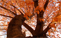 账号批发价格的ddos攻击